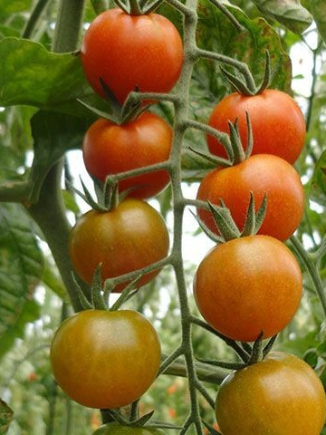 Salomee F1 - 500 sem - Seminte de rosii cherry nedeterminate ce se caracterizeaza prin capacitatea de a produce ciorchini mari cu fructe de 15-18 grame foarte rezistente la crapare de la Enza Zaden