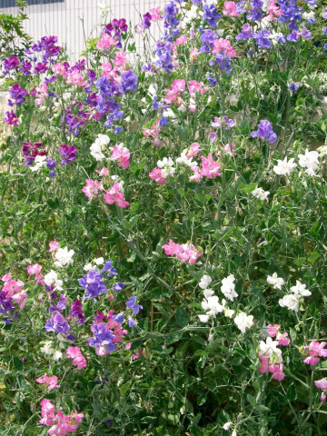 Sangele Voinicului curgatoare mix (3 g) flori Lathyrus divers colorate si cu parfum intens, Agrosel