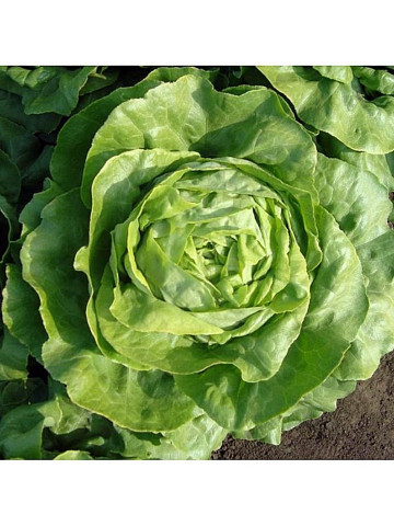 Santoro - 5000 sem - Seminte de salata de capatana NS de culoare verde stralucitor ce cantareste 500-700 grame ce se preteaza excelent pentru culturile de vara si nu emite tija florala de la Rijk Zwaan