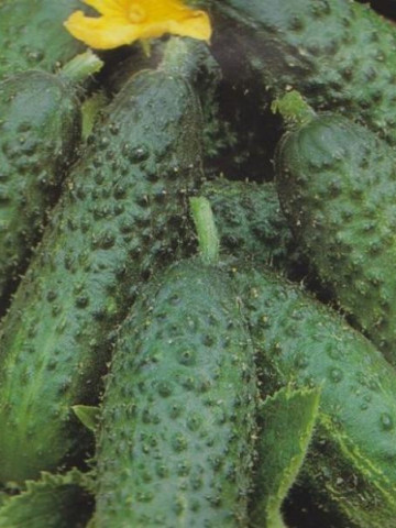 Seminte Castraveti Verde De Paris (1 kg), castraveti cornichon, Hortus Simenti