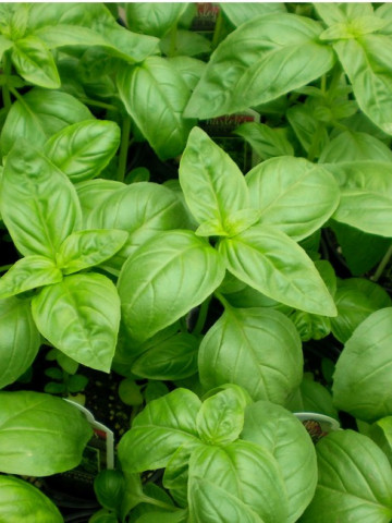 Seminte de busuioc verde (1 gr), planta aromatica, Florian