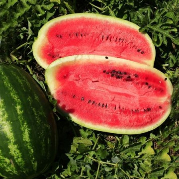 Seminte pepene verde Melania F1 (250 seminte), tip Crimson alungit, Seminis