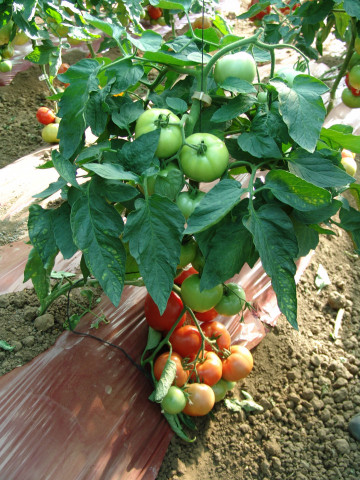 Seminte rosii Angelina F1 (1 gr), tomate roz extratimpurii de la Superior Serbia