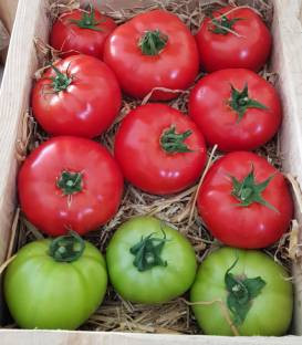 Seminte rosii Lagos F1 (100 seminte), nedeterminate, Top Harvest
