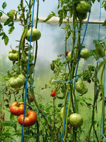 Seminte tomate Rozov Blyan Vis Roz (1 gr), crestere nedeterminata semitimpurii, Florian Bulgaria