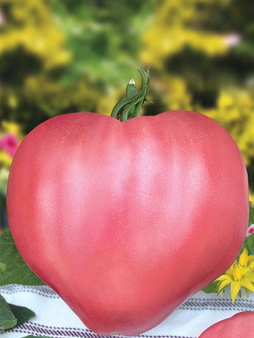Seminte tomate Rozov Dar (Dar Roz), 1000 seminte, tip Inima de Bivol Gigant, Florian