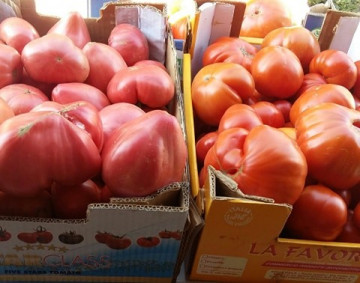 Seminte tomate Rozov Dar (Dar Roz), 1000 seminte, tip Inima de Bivol Gigant, Florian
