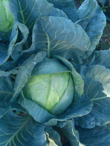 Seminte varza de toamna Balcan - Balkan (1 kg) soi tardiv bulgaresc foarte productiv, Florian