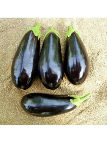 Seminte vinete Amara F1 (1000 seminte), forma clasica, agroTIP