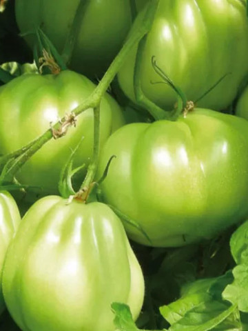 Seneca F1 (250 seminte) tomate tip Liguria, Profit Seeds