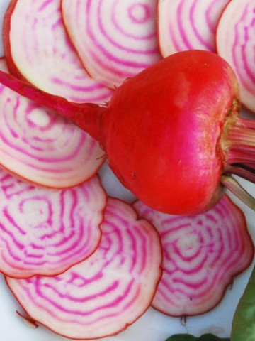 Sfecla CHIOGGIA - 3 gr - Seminte de Sfecla de Salata provenienta Olanda