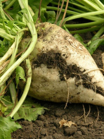 Sfecla de zahar Semizuccherina (1 kg), seminte de planta bienala industriala, Agrosem