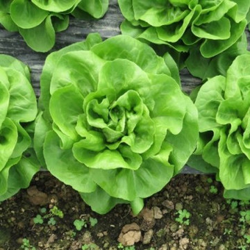 Shangore (5000 seminte) salata timpuriu capatani cu aspect placut recomandat pentru culturi toamna iarna, Syngenta