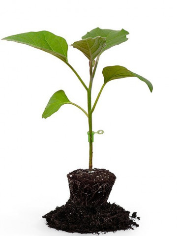 Shintoza F1 (500 seminte) de portaltoi, germinare buna, Fito Semillas