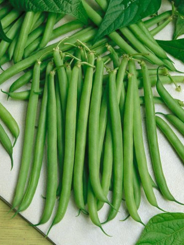 Slenderette (1 kg) seminte fasole verde pitica tip fideluta, cu pastaie rotunda, fara ate, 4 Agro
