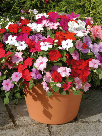Sporul casei mix (0.1 g) seminte de flori Impatiens mix de culori, Horti Tops