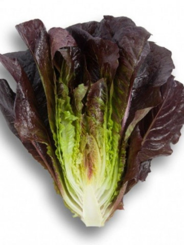 Thurinus (1000 seminte) drajate de salata tip romana cu frunze alungite groase de culoare rosu grena la exterior si verde la interior cu un gust excelent recomandata pentru mixturi de salate, Rijk Zwaan