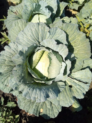 TI-16W - Green Stellar (2500 seminte) de varza cu fruct plat frunza foarte subtire si rezistenta buna la crapare avand o crestere viguroasa, Takii Seeds