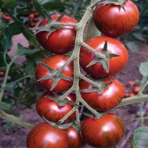 Tiger F1 (100 seminte) de rosii nedeterminate potrivit culturilor de primavara-toamna din sere si camp deschis pe araci ce produce fructe tigrate cu gust deosebit, Yuksel