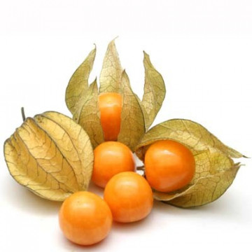 TOMATILLO AMARYLLA (Physalis ixocarpa) - 0.5 gr - Seminte de TOMATILLO AMARYLLA Physalis ixocarpa Gust Specific Dulce Acrisor