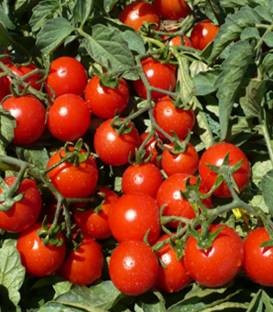 Tomito F1 (100 seminte) de rosii cherry productie ridicata, ISI Sementi