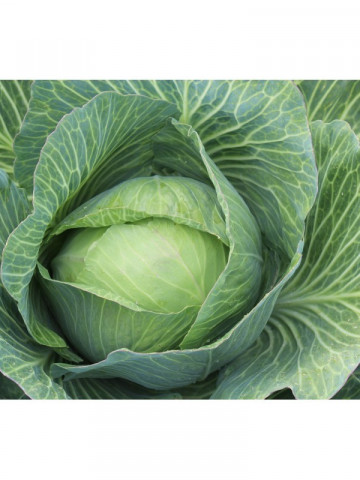 Varza Buzoiana (de Buzau) (1 kg), seminte de varza de toamna, Agrosem