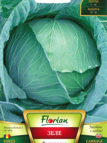 Varza Ditmarsko - 100 gr- Seminte de Varza Soi Timpuriu Culoare Verde Deschis Florian Bulgaria