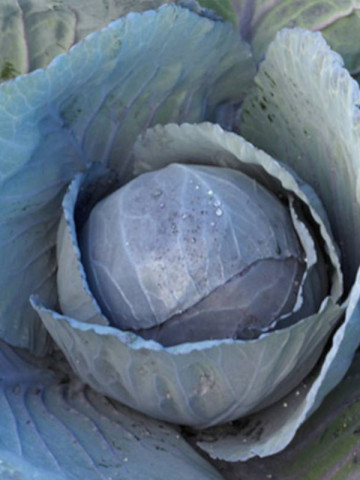 Varza rosie Riva F1 (2500 sem), perioada scurta de vegetatie, Syngenta