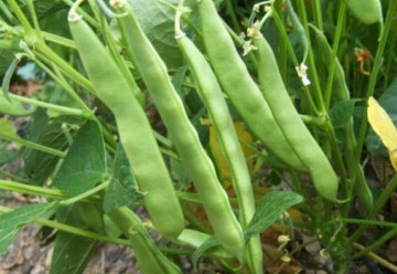 Verdana (40 gr) seminte de fasole urcatoare verde timpurie, carnoasa si frageda, Agrosem