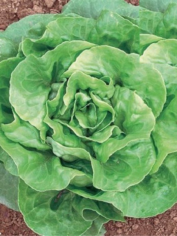 Verde D’Inverno (2500 seminte) de Salata Iarna Verde D’Inverno, Prima Sementi