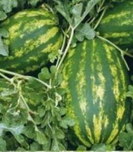 Verona F1 (500 seminte) de pepene verde cu fructe mari ce pot atinge 16 kg miez foarte gustos de culoare rosu intens rezistent la boli, Esasem