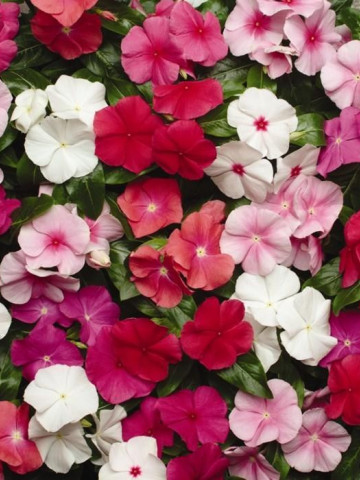 Vinca Mix (0,1 g) - Seminte de plante anuale cu flori colorate, Agrosem