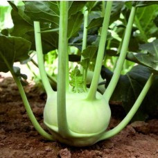 Volturno F1 - 2500 sem - Seminte de gulioare destinat plantarilor de vara-toamna in camp dar si de primavara devreme in spatiile protejate cu forma aplatizata a bulbului nefiind predispus la lemnificare de la Rijk Zwaan