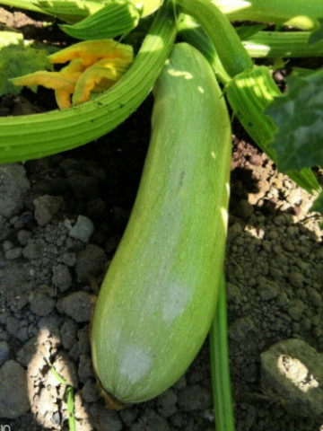 Wanda (15 seminte) dovlecel timpuriu, in forma cilindrica de culoare alb-verzuie, pulpa suculenta, Chemyfarm