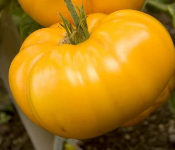 YellowStone (100 seminte) rosii galbene tip beef carnoase si gustoase, ChemyFarm