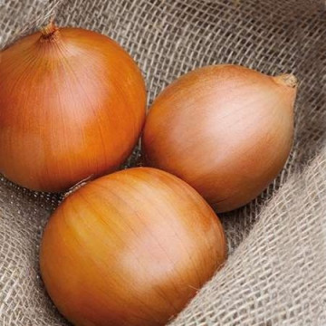 Zambezzi F1 (250.000 seminte) ceapa termen lung, Seminis