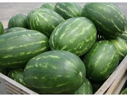 Zodiak F1 - 1000 sem - Seminte de pepene verde tip Crimson 85 zile foarte dulce si alungit de la Hazera