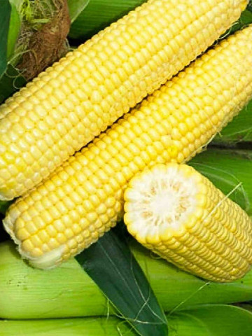 Sweet Image F1 - 2.000 sem - Seminte de porumb extratimpuriu cu boabe foarte dulci de culoare galben auriu si productie uniforma de la Agri Saaten