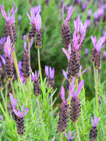 Lavanda frantuzeasca (Lavandula stoechas Anouk) 80 de seminte de Levantica violet franceza