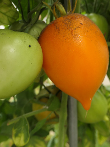 Orange Pepper (30 seminte) rosii portocalii tip ardei, soi rezistent, gustoase si dulci, UkrainaUkraina