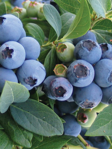 Afin Bluecrop, butasi de afine soi cu fructe mari, foarte aromate, de culoare albastru deschis, Yurta