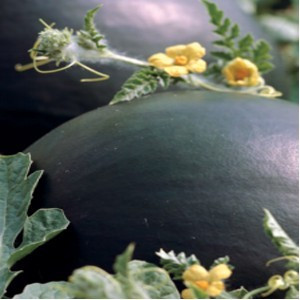 Ahmous F1 (1000 seminte) Pepeni Verzi Timpuriu Syngenta