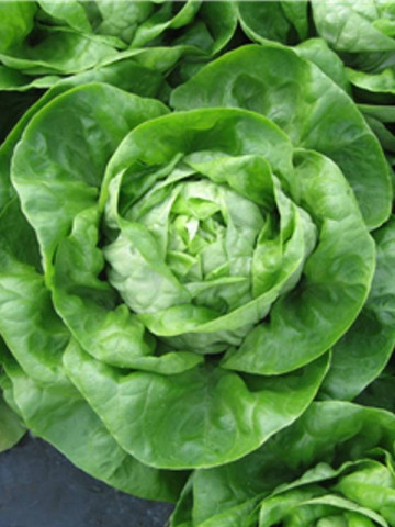 Allegiance / Valentina - 5 grame - Seminte de salata de capatana ce se preteaza excelent pentru cultivarea in sezonul rece ce poate atinge lejer greutati intre 450-550 grame de la ISI Sementi