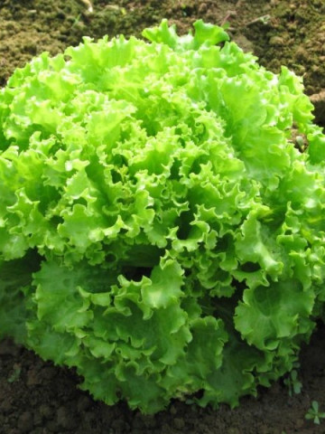 Allyne - 1000 sem - Seminte drajate de salata creata mare compacta si uniforma care are o greutate de 800-1000 gr si se distinge prin toleranta la temperaturi ridicate de la Esasem