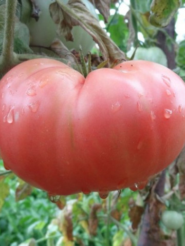 Amurg (150 seminte) tomate de culoare roz-violet, semitimpurii tip gigant tip Beef, Biosem