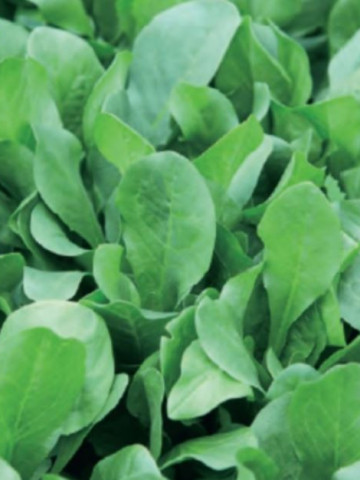 Andiva Grosse Pancaliere (2000 seminte) de salata baby leaf cu frunze mici pentru salata, Agrosel