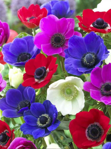 Anemone De Caen Mixed (10 bulbi), anemone amestec colorat, bulbi de flori