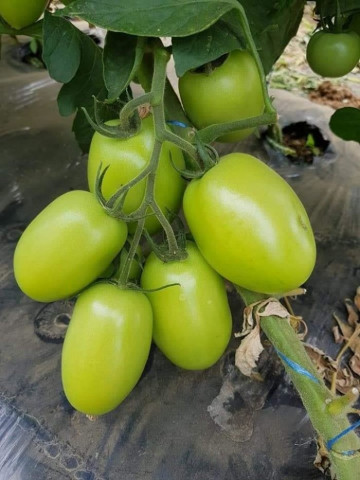 Bacalar F1 (500 seminte) de rosii nedeterminate, Syngenta