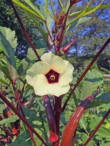 Bame rosii Burgundy (45 seminte) bame culoare visiniu inchis, foarte gustoase, Agrosem