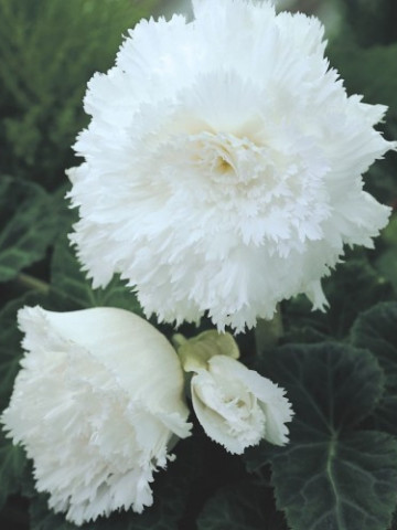Begonie Fimbriata White (3 bulbi), floare mare creata, culoare alb, bulbi de flori